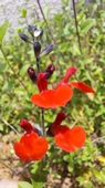 Salvia micriphyiia, Pfirsich- oder auch Babysalbei