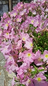 Rosa Nachtkerze