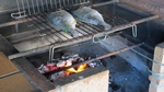 Dorade grillen