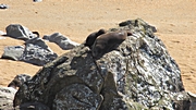 Moeraki Boulders Beach