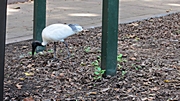 Ibis