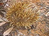 Ein Ameisenigel (Echidna) hat die Stra&szlig;e gekreuzt.