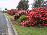 Rhododendren