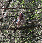 Gut versteckt aber doch erkannt: Der Eichelh&auml;her