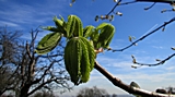 Die Kastanien zeigen bereits Bl&auml;tter