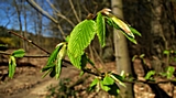 Die Buchen haben auch schon die ersten Bl&auml;tter
