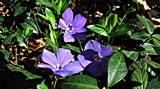 Das Kleine Immergr&uuml;n (Vinca minor).